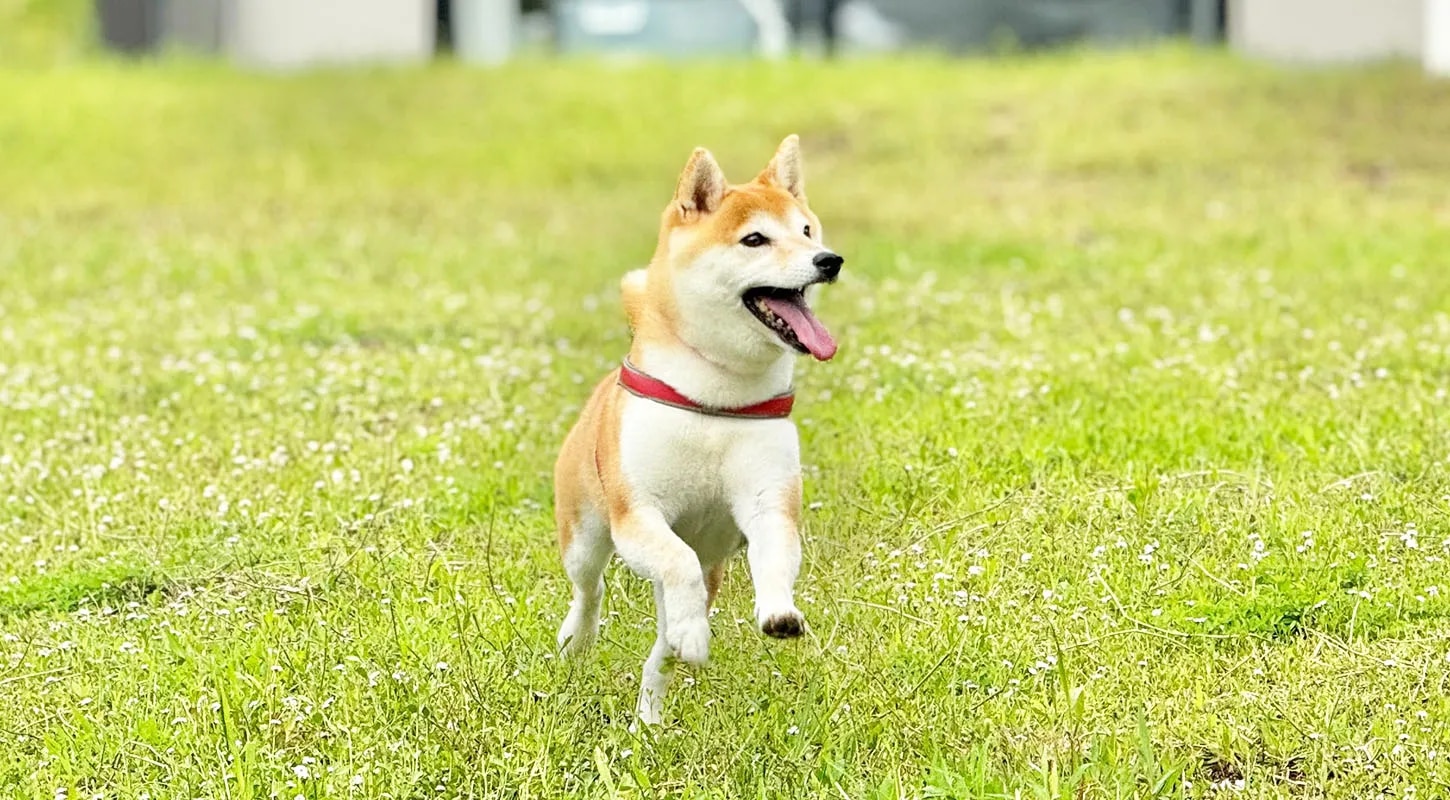 DOGGYWOOD 淡路島