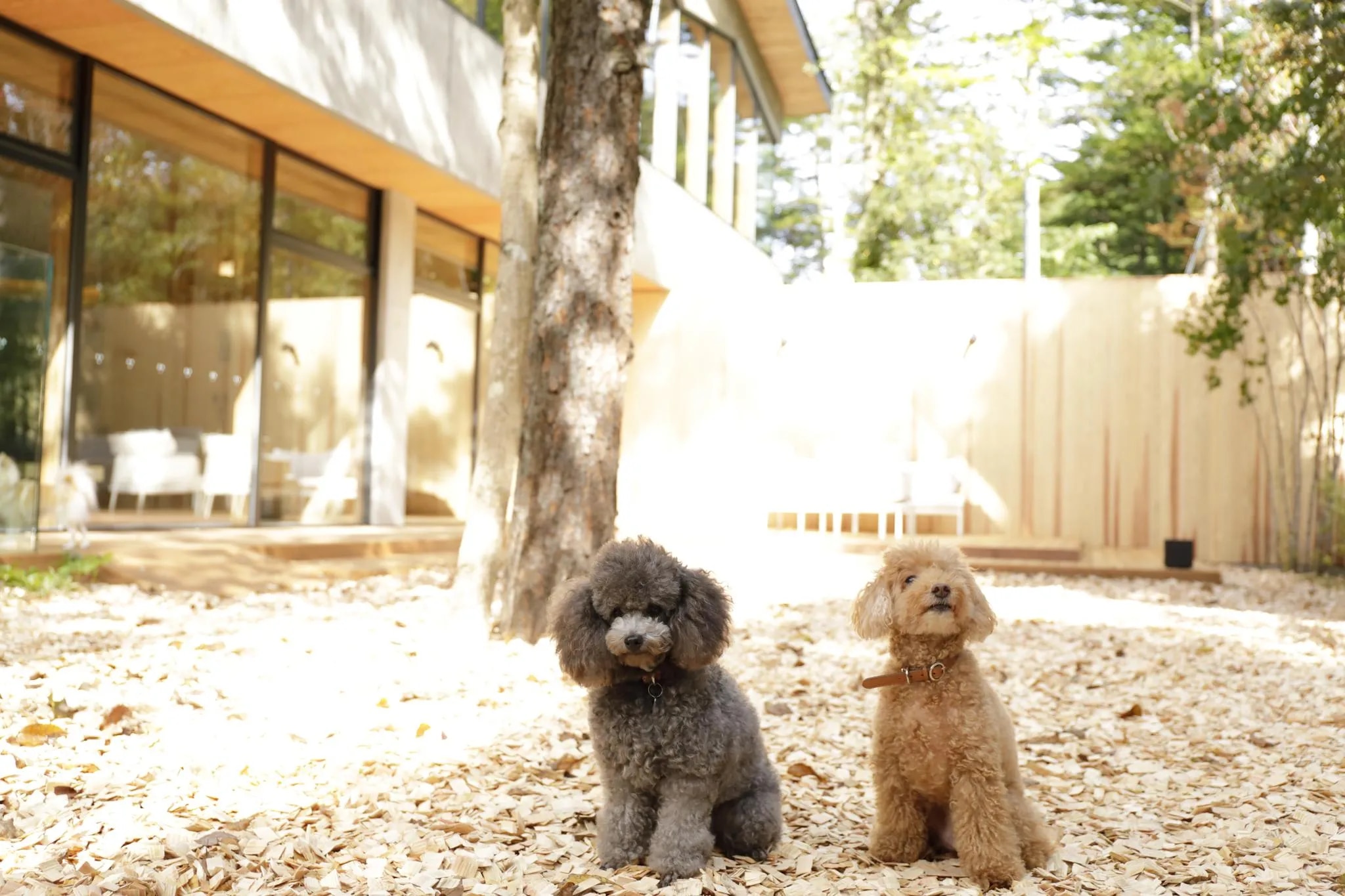 ペットと泊まりたい宿 TOP10