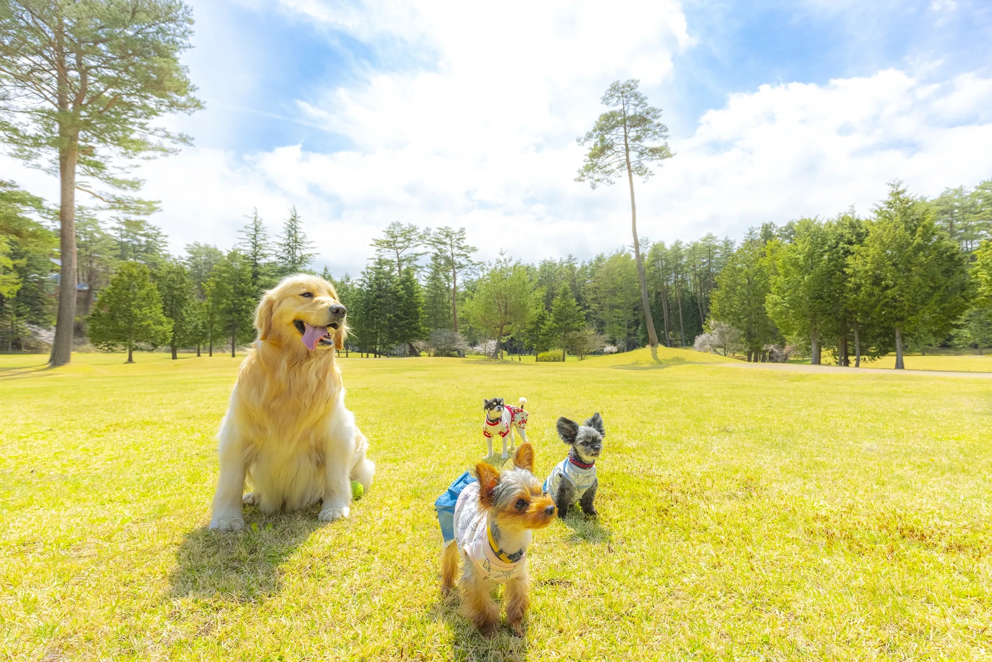 フォレストヴィレッジ