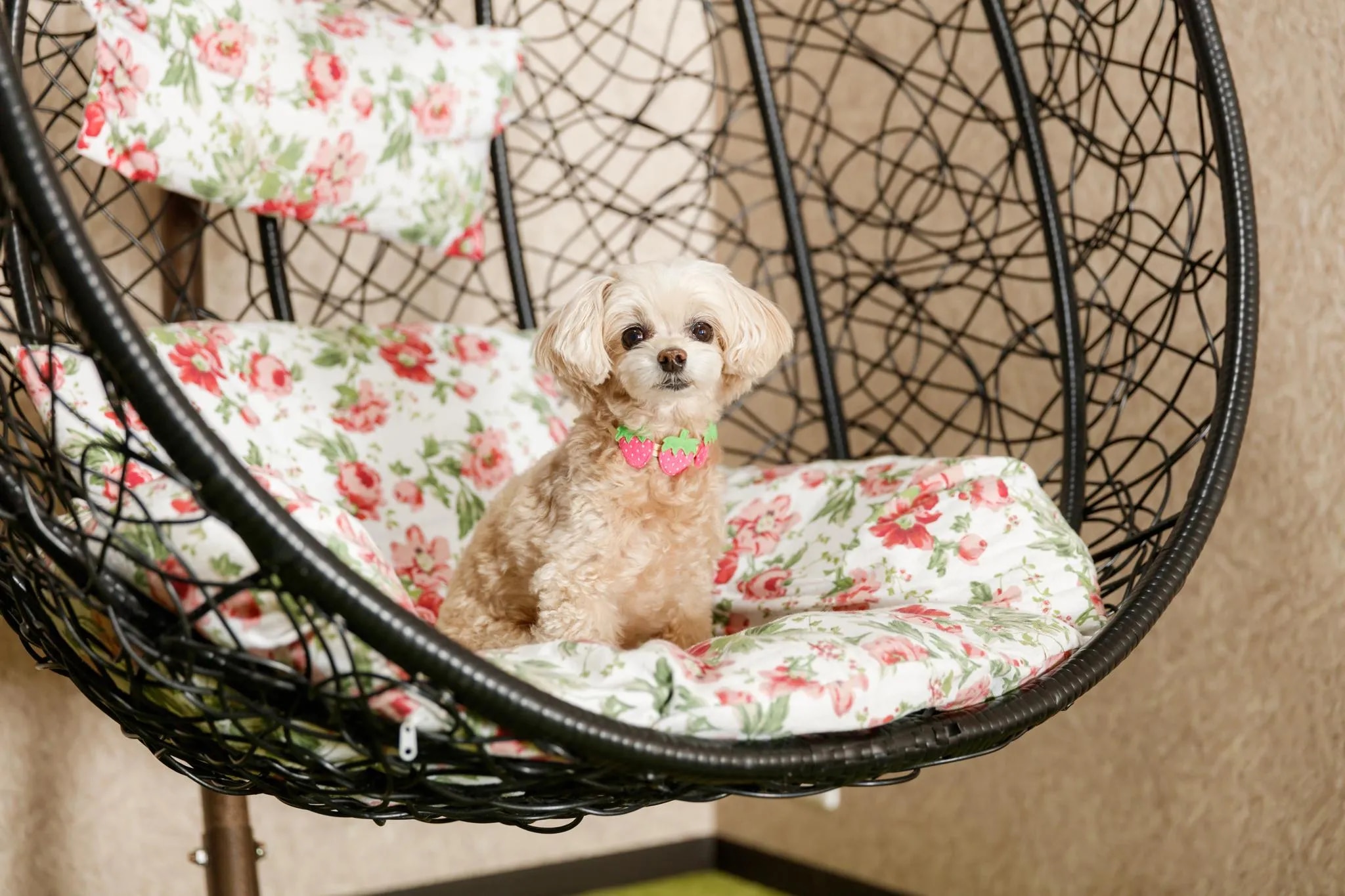 愛犬と過ごす本格旅館 月香