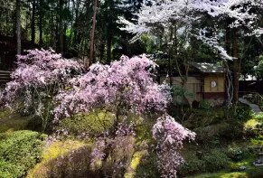 京都で春を感じる